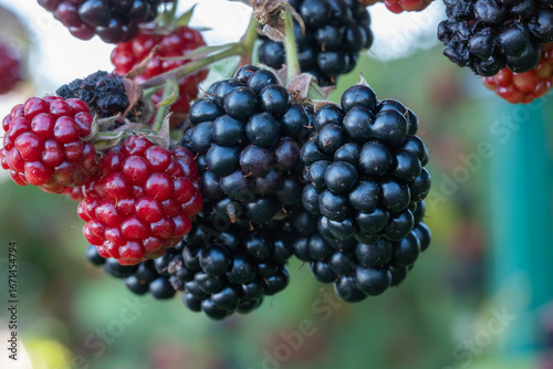 blackberry bush in the garden