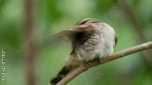 Close-Up of a Small Nightjar Perched on a Tree Branch. AI video