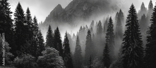 Misty mountain forest in black and white