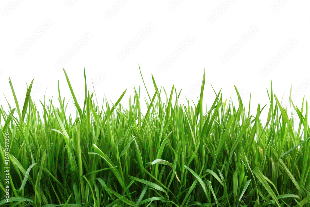 Fototapeta premium Closeup of vibrant green grass blades with tiny water droplets isolated on a clean transparent background