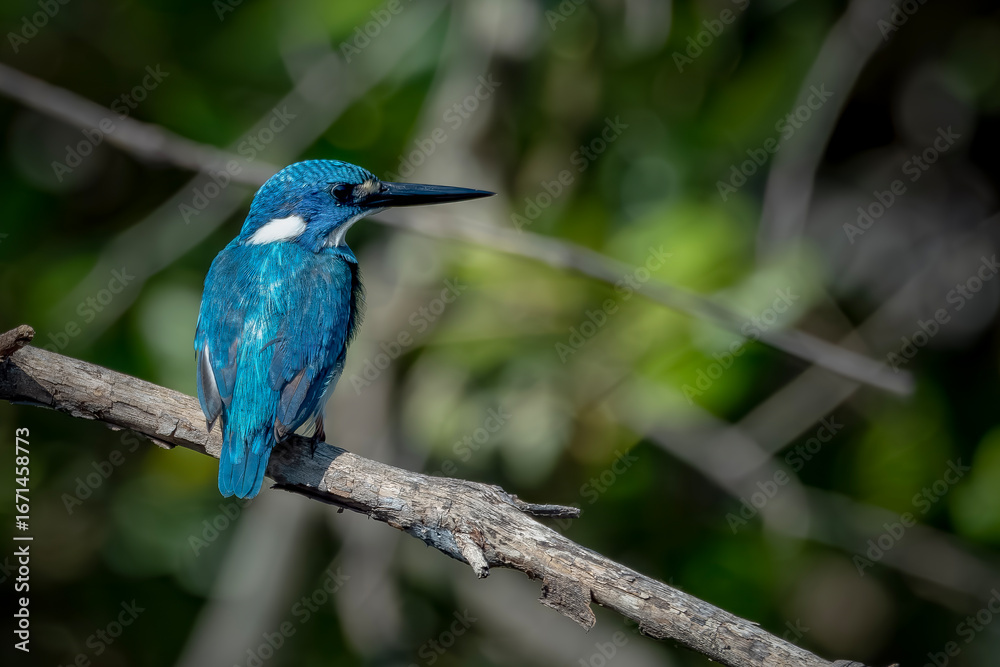 Fototapeta premium Small Blue Kingfisher on a branch