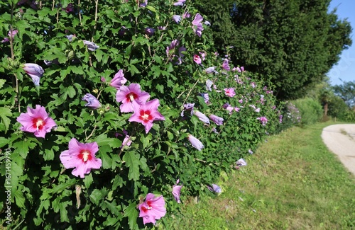 Wallpaper Mural Hedge of pink Hibiscus Syriacus at the roadside. It is a species of flowering plant in the mallow family. Torontodigital.ca