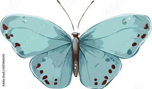Butterfly vector illustration