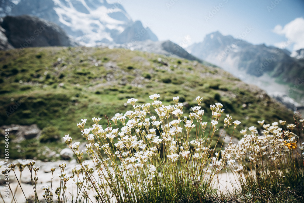 Fototapeta premium Colourful flowers bloom in the wild in mountain meadows and fields. Flowers of different shapes and colours grow on the green grass of an alpine meadow in summer
