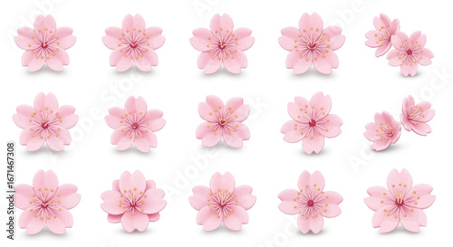 A beautiful collection of isolated pink cherry blossom flowers, showcasing a detailed set of sakura illustrations for spring and floral designs