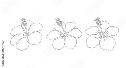 Three delicate hand drawn hibiscus flowers in a simple outline sketch style creating a beautiful floral pattern silhouette