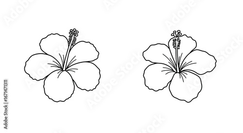Two delicate hibiscus flowers depicted in a charming sketch style with a distinct silhouette effect against a clean white background