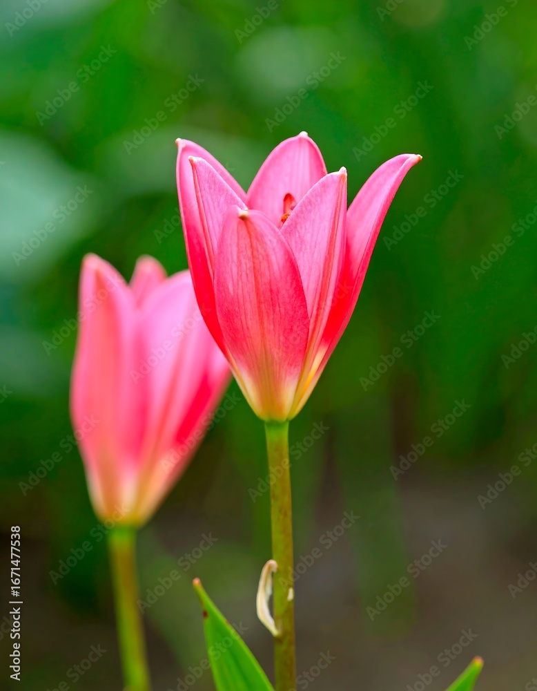 Fototapeta premium Pink tulips blooming outdoors, close-up view