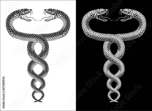 Two snakes coiled twin serpents, original illustration in a vintage woodcut engraving etching style.