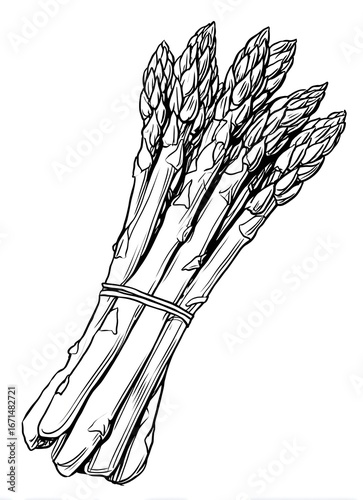 Asparagus coloring page