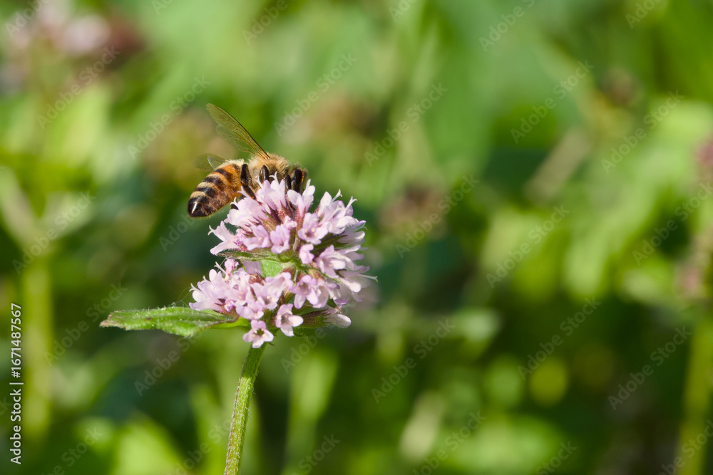 custom made wallpaper toronto digitalClose-up of a bee collecting pollen from a meadow flower in natural sunlight