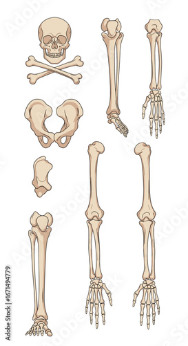 Anatomical study of the human skeletal system and its distinct parts