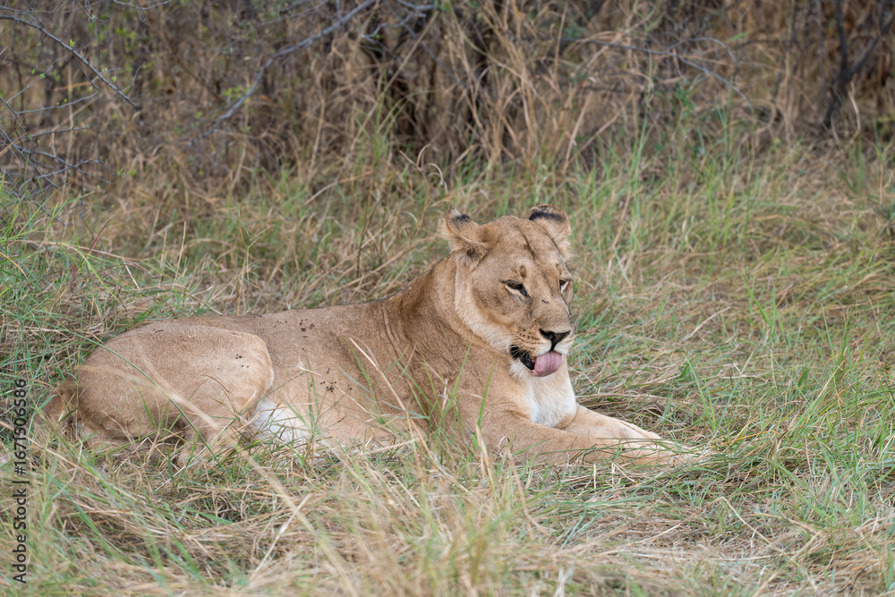 Naklejka premium In the heart of Khwai, Botswana, a lion cub plays gently with its mother in 2025 – a touching moment of affection, playfulness, and the wild bonds of Africa - Animal of africa