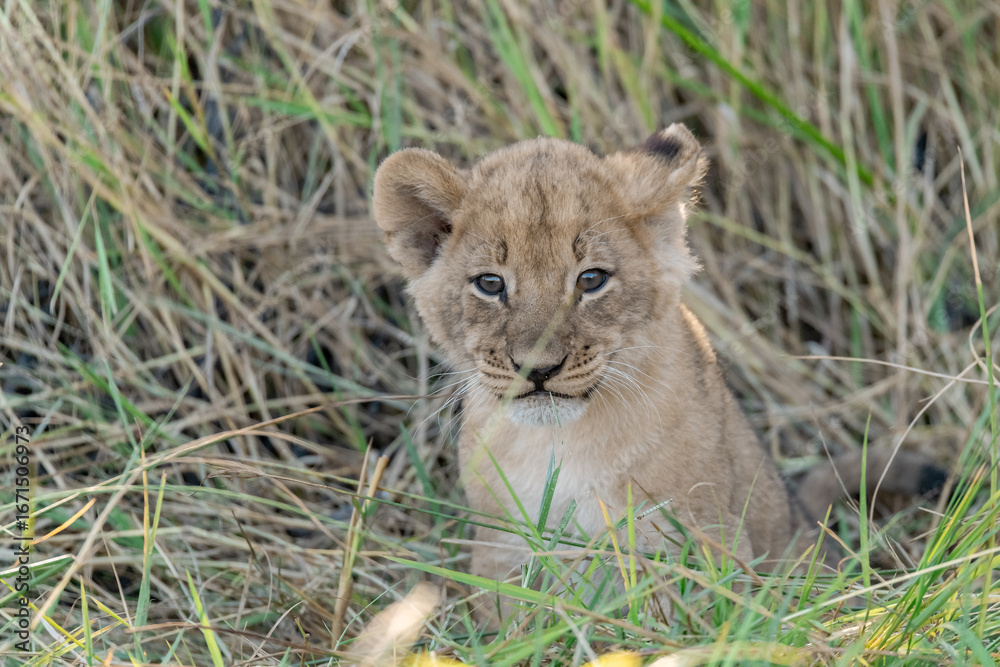 Obraz premium In the heart of Khwai, Botswana, a lion cub plays gently with its mother in 2025 – a touching moment of affection, playfulness, and the wild bonds of Africa - Animal of africa