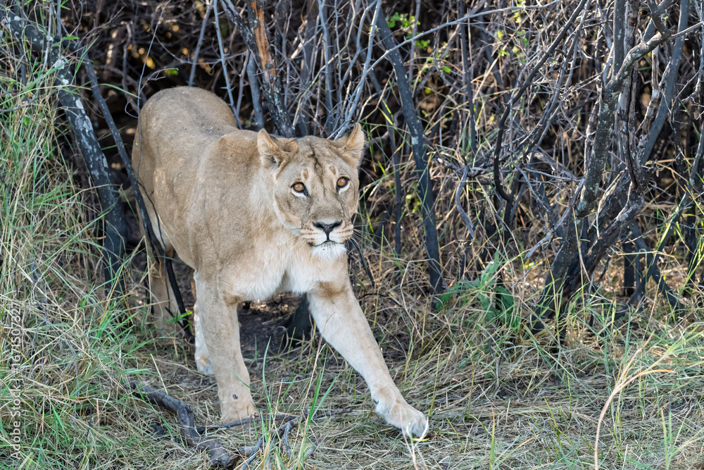 Naklejka premium In the heart of Khwai, Botswana, a lion cub plays gently with its mother in 2025 – a touching moment of affection, playfulness, and the wild bonds of Africa - Animal of africa