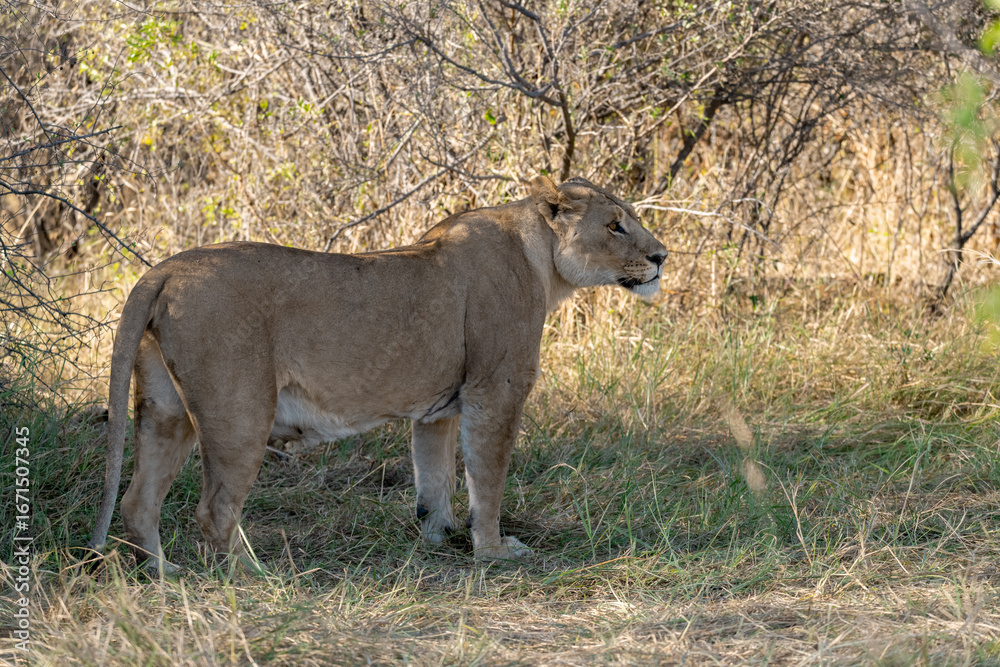 Fototapeta premium In the heart of Khwai, Botswana, a lion cub plays gently with its mother in 2025 – a touching moment of affection, playfulness, and the wild bonds of Africa - Animal of africa