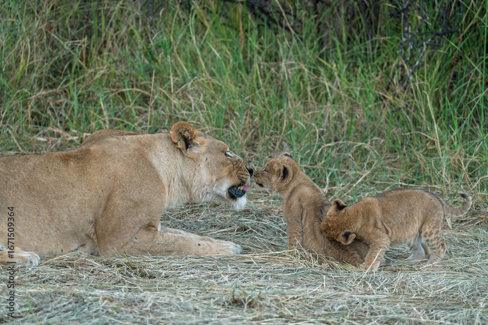 Naklejka premium In the heart of Khwai, Botswana, a lion cub plays gently with its mother in 2025 – a touching moment of affection, playfulness, and the wild bonds of Africa - Animal of africa