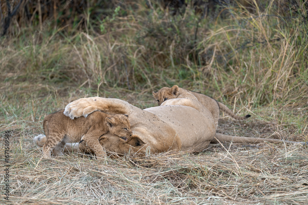Obraz premium In the heart of Khwai, Botswana, a lion cub plays gently with its mother in 2025 – a touching moment of affection, playfulness, and the wild bonds of Africa - Animal of africa