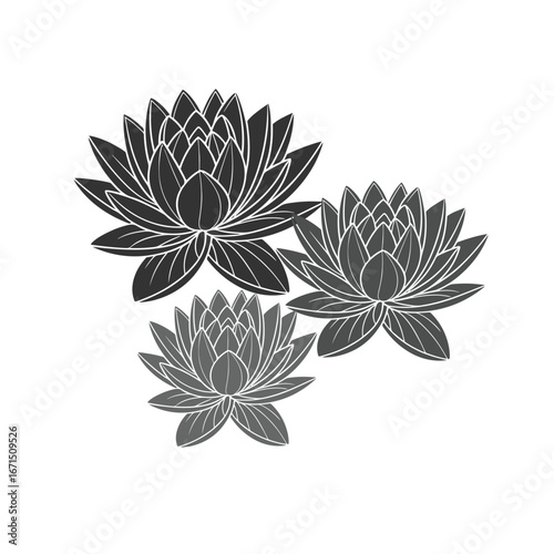 Elegant Floral Design Water Lilies Illustration