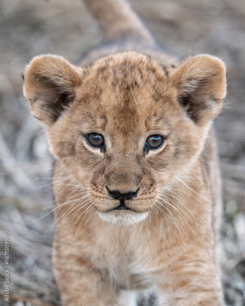 Obraz premium In the heart of Khwai, Botswana, a lion cub plays gently with its mother in 2025 – a touching moment of affection, playfulness, and the wild bonds of Africa - Animal of africa