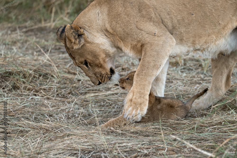 Fototapeta premium In the heart of Khwai, Botswana, a lion cub plays gently with its mother in 2025 – a touching moment of affection, playfulness, and the wild bonds of Africa - Animal of africa
