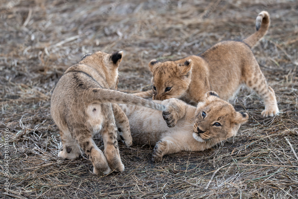 Fototapeta premium In the heart of Khwai, Botswana, a lion cub plays gently with its mother in 2025 – a touching moment of affection, playfulness, and the wild bonds of Africa - Animal of africa