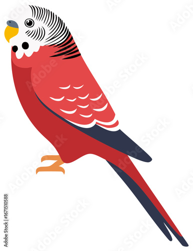 Stylized red budgerigar parakeet bird vector graphic illustration