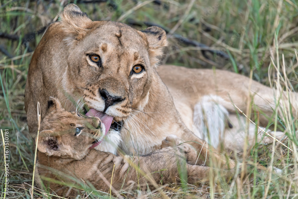 Fototapeta premium In the heart of Khwai, Botswana, a lion cub plays gently with its mother in 2025 – a touching moment of affection, playfulness, and the wild bonds of Africa - Animal of africa