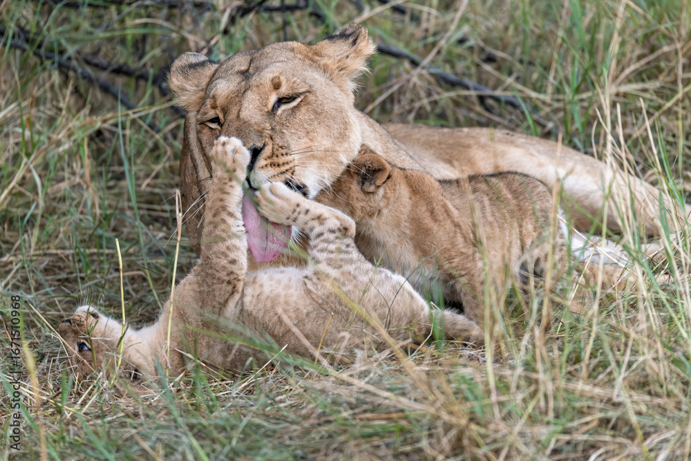 Fototapeta premium In the heart of Khwai, Botswana, a lion cub plays gently with its mother in 2025 – a touching moment of affection, playfulness, and the wild bonds of Africa - Animal of africa