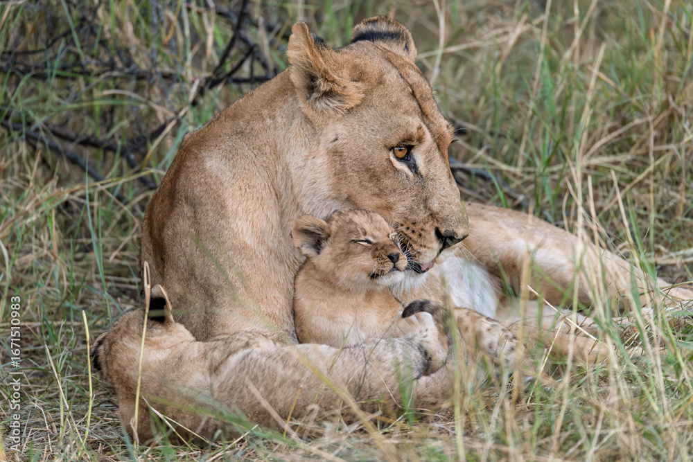 Fototapeta premium In the heart of Khwai, Botswana, a lion cub plays gently with its mother in 2025 – a touching moment of affection, playfulness, and the wild bonds of Africa - Animal of africa