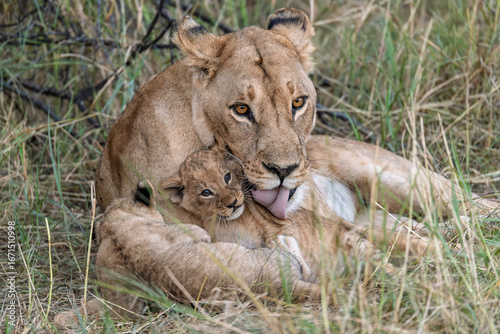 In the heart of Khwai, Botswana, a lion cub plays gently with its mother in 2025 – a touching moment of affection, playfulness, and the wild bonds of Africa - Animal of africa