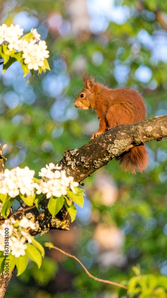 Obraz premium Red Squirrel on Branch, Spring Blossoms