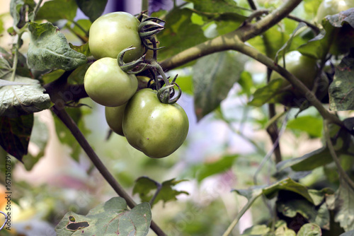 tomato fruit plant. tomato plant bearing fruit. tomatoes and tomato plants