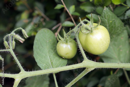 tomato fruit plant. tomato plant bearing fruit. tomatoes and tomato plants