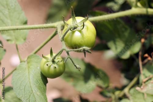 tomato fruit plant. tomato plant bearing fruit. tomatoes and tomato plants
