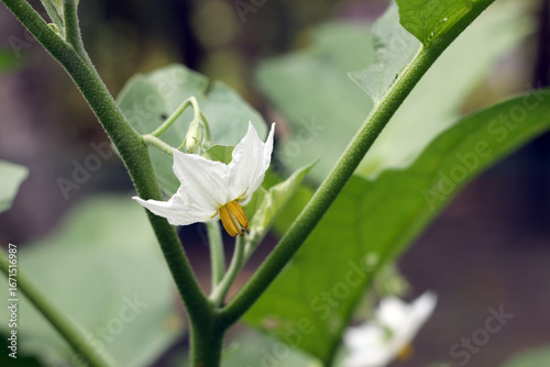 Beautiful eggplant flower blooming on plant in the garden, purple blossom with green leaves, organic farming and agriculture concept
