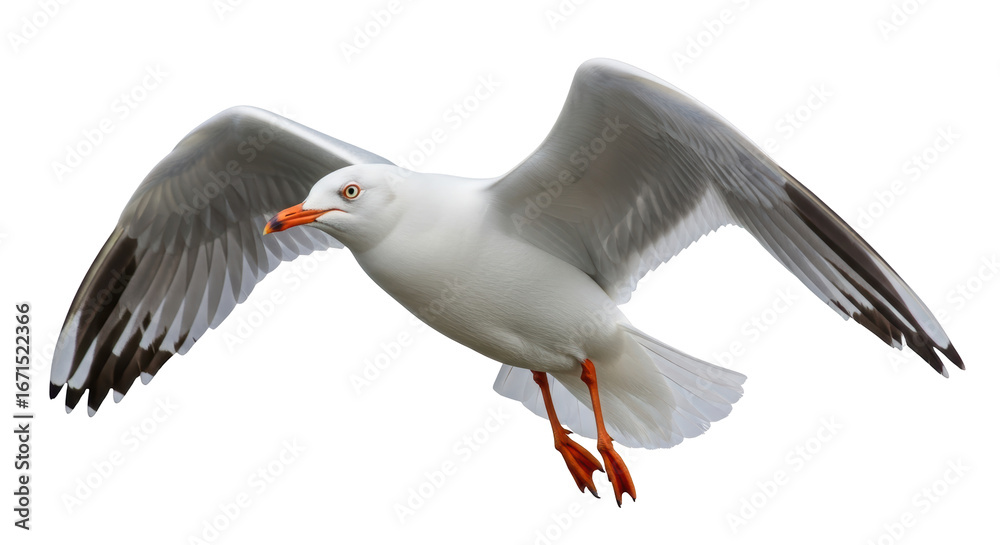 Fototapeta premium Isolated Seagull Flying