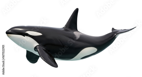 Isolated Orca Whale