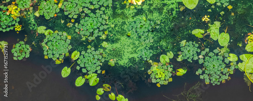 Overhead view capturing verdant swamp surface, dense green aquatic vegetation forming textured natural landscape representing summer wetland ecosystem