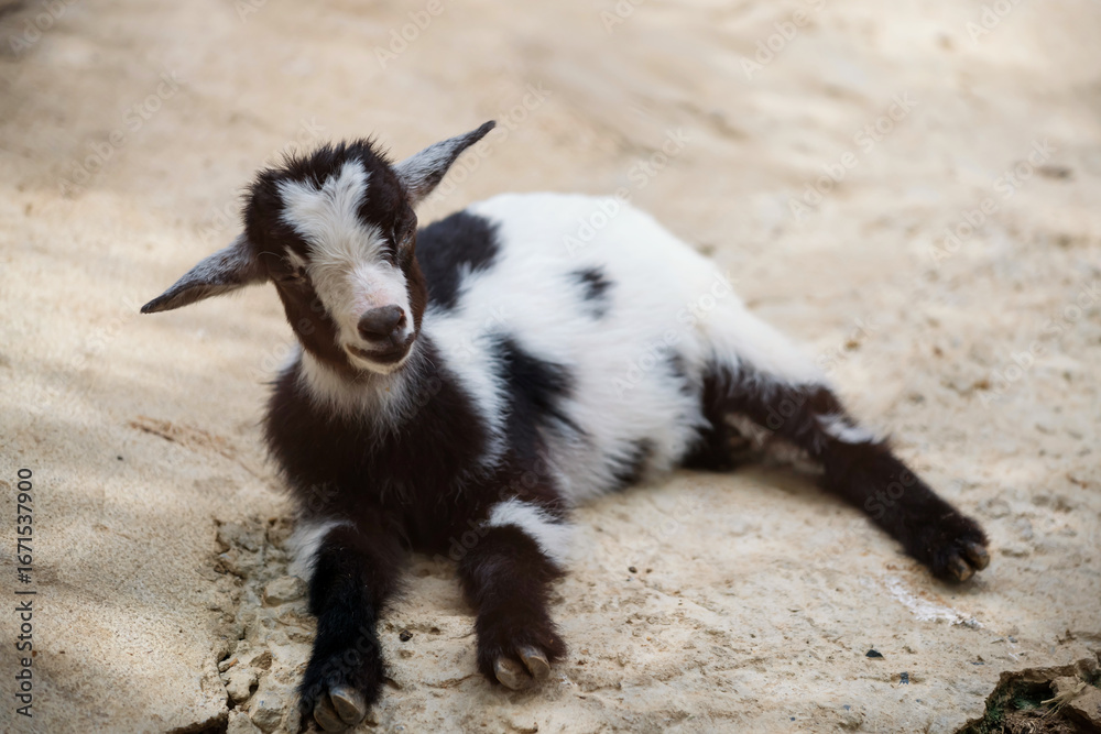 Obraz premium Cute smiling baby goat with black and white fur in zoo. farm animal