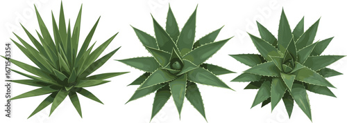 Top View of Green Succulent Plants, Realistic Agave or Aloe Rosette Isolated on White Background, Decorative Desert Foliage Design