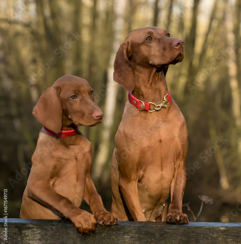 Two Vizsla dogs, an adult and a puppy, sit attentively outdoors with warm sunlight filtering through trees.