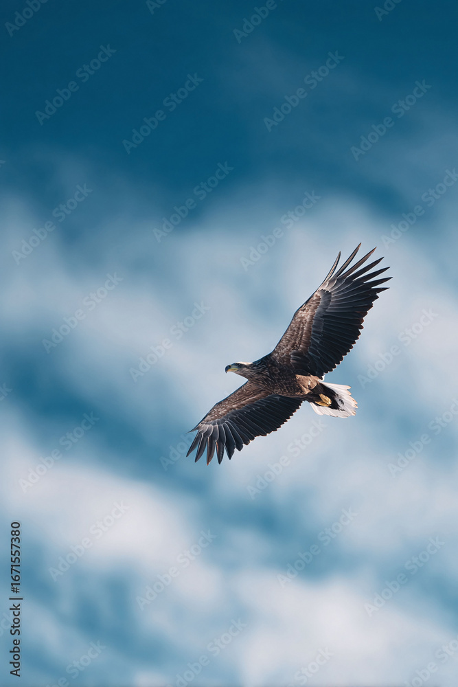Obraz premium Majestic bird soars through a vibrant sky, symbolizing freedom and power. Ideal for nature, wildlife, or aspirational themes in editorials and advertising.