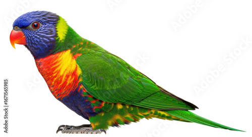 Fotografi Isolated Rainbow Lorikeet