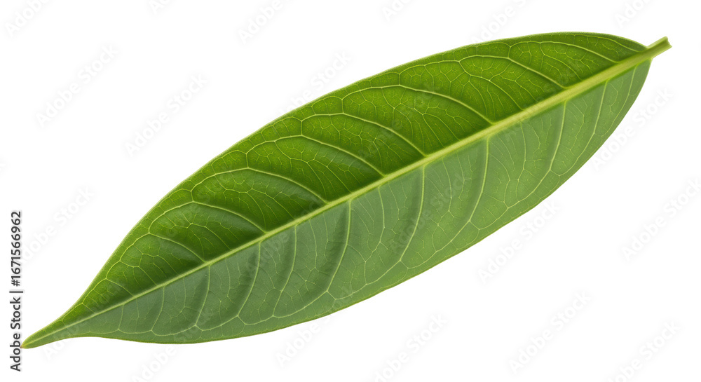 Obraz premium Isolated Green Leaf