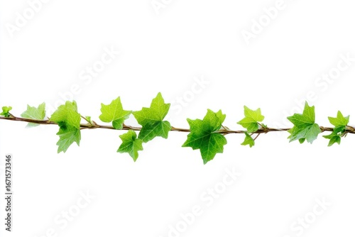 Ivy vine isolated on white. Delicate leaves sprout along a thin, brown stem, creating a minimalist natural border