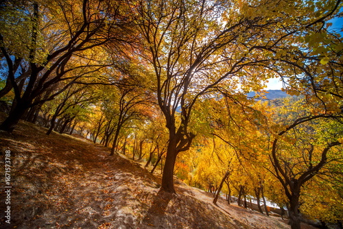 View of golden autumn leaves rustling on trees, blanketing the sloping ground in a warm, textured carpet of color, Nagar Khas, Gilgit Baltistan, Pakistan.