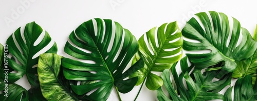 Lush Monstera Border