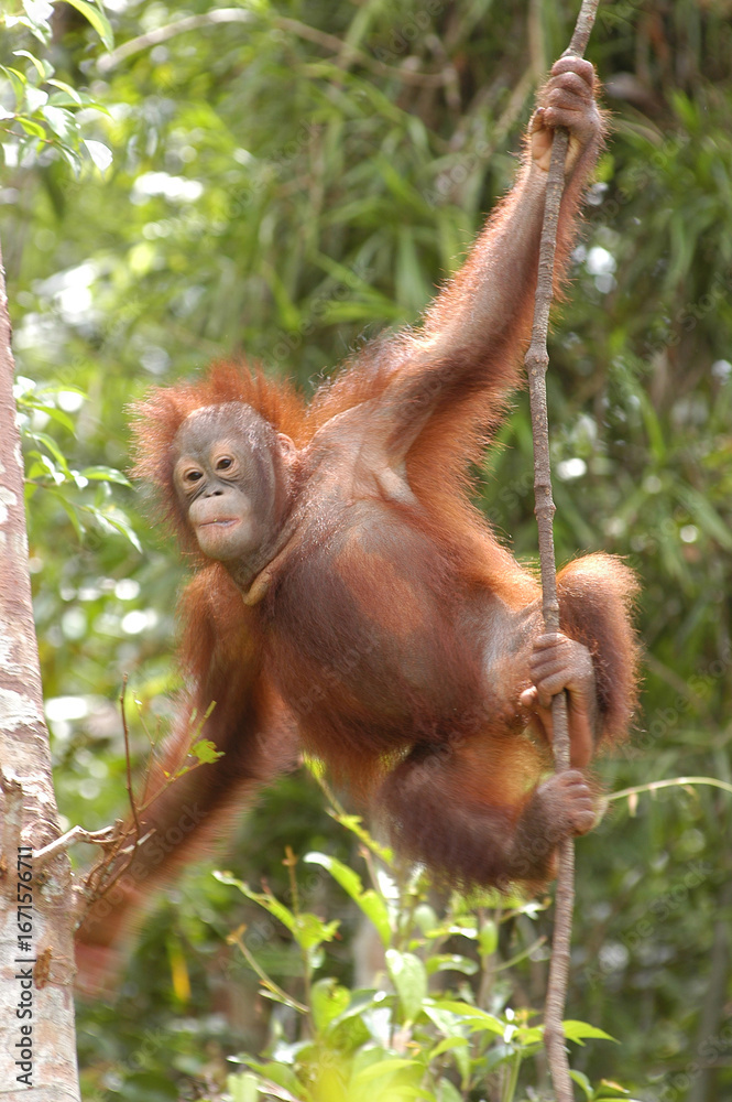 Naklejka premium Orang Utan