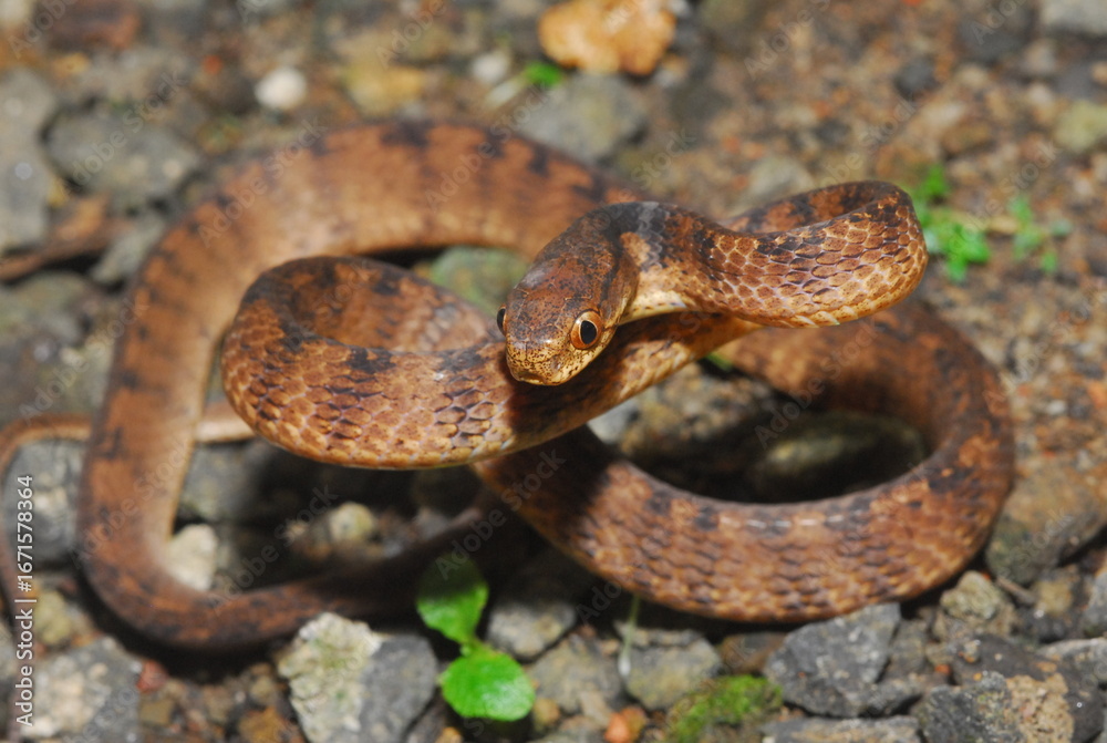 Obraz premium close up of a snake